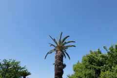 青空に映えるソテツ