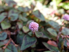 散歩道の道路脇