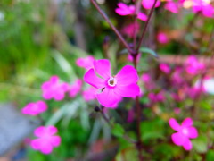 今年もよろしくお願いします。