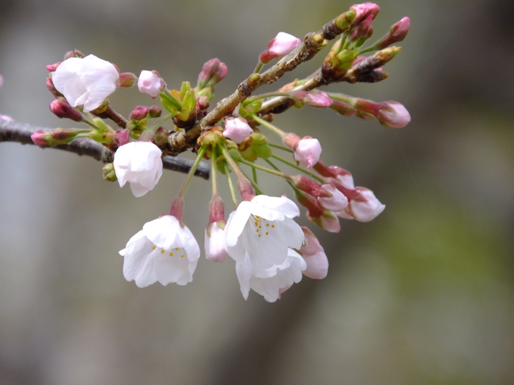 桜咲く