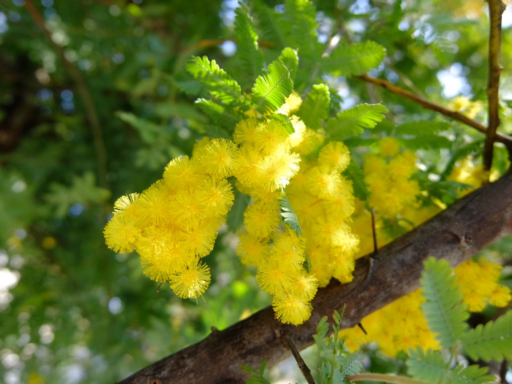 ミモザの花