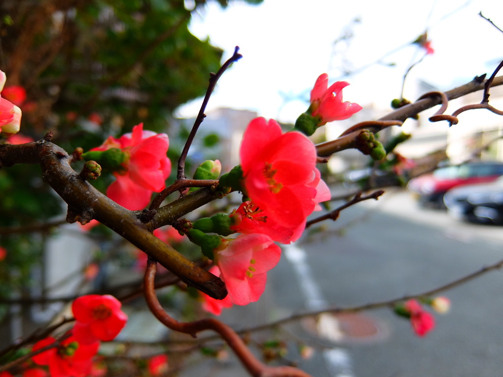 四季の花