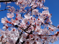 スモモの花