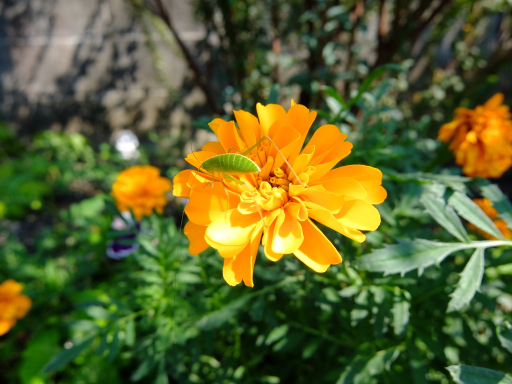 花と虫
