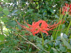 彼岸花