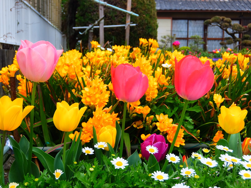春花