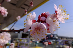 杏の花