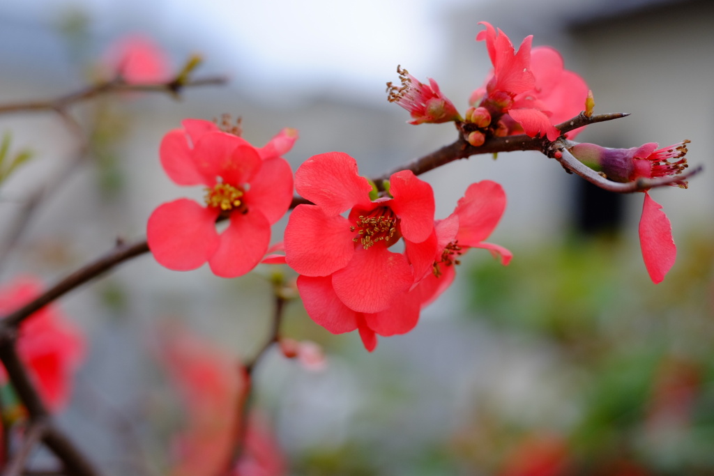 木瓜