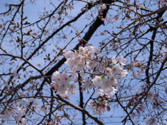 開花しました。