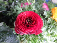 ラナンキュラス