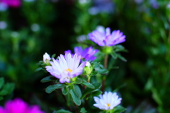 夏の終わりを告げる花