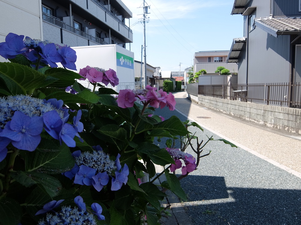 散歩道