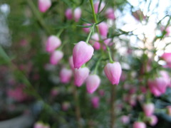 ボロニアヘテロフィア