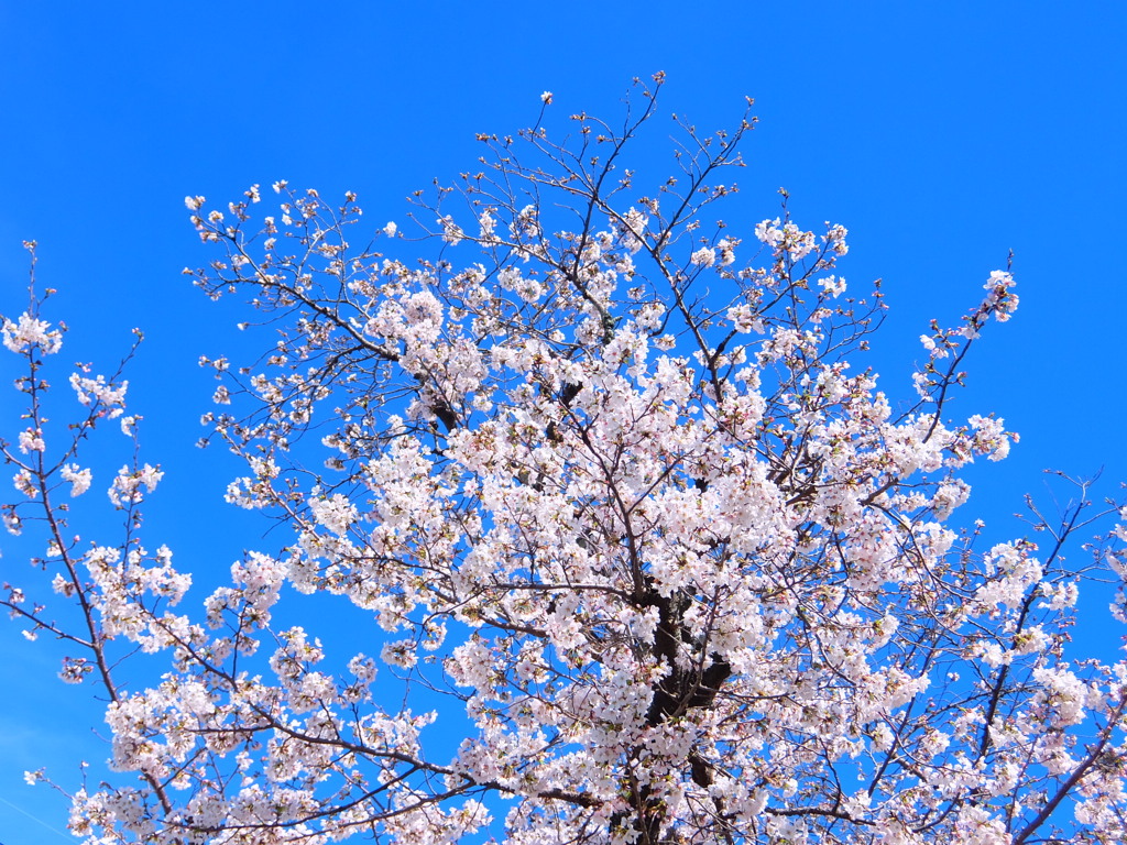 桜の季節
