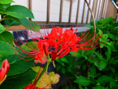 彼岸花