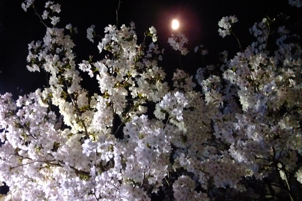 月と夜桜