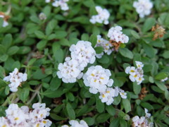 ヒメイワダレソウ