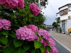 紫陽花と散歩道