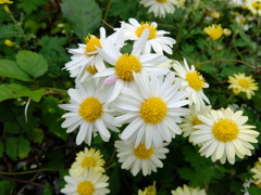 散歩中にパチリ