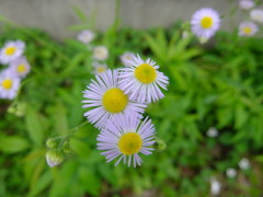 散歩中に見かける花