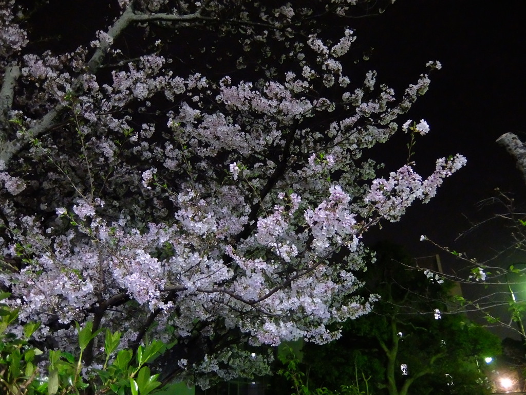 夜桜