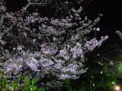 夜桜