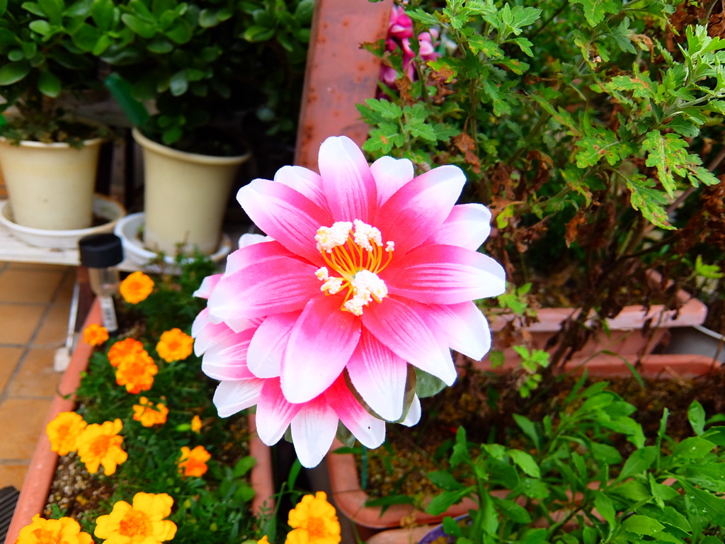 我が家の華