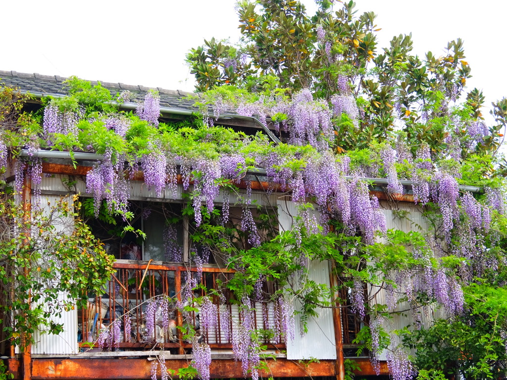 藤の花 廃墟と藤 by aki0029 （ID：8631537） - 写真共有サイト:PHOTOHITO