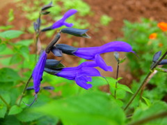 サルビア・ガラニチカ