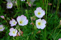 ヒルザキツキミソウ