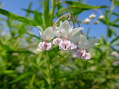 フウセントウワタ