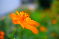 日光を浴びて。