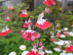 チェリーセージ