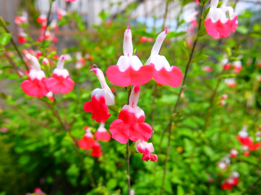 花壇に咲く花