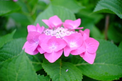 額紫陽花 Part Ⅱ