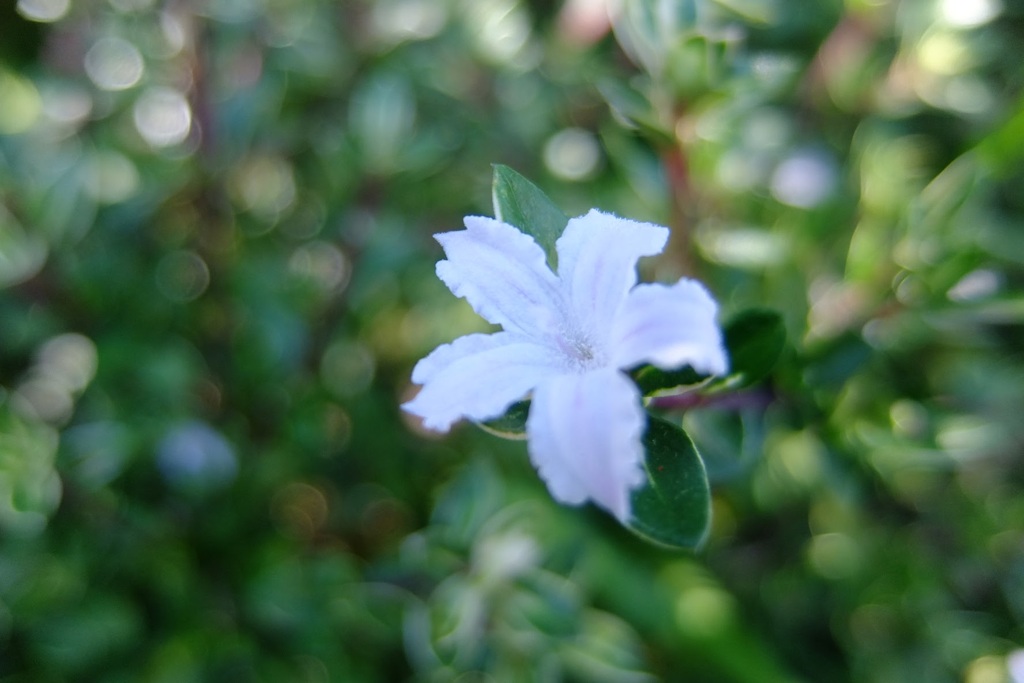 白丁花2