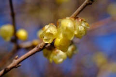 寒さに耐えて···