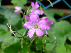 ムラサカタバミ