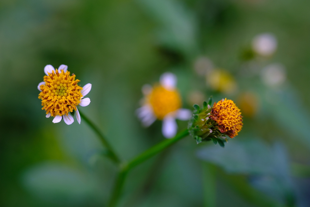 コセンダングサ