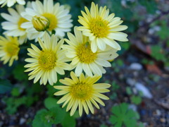 小菊