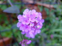 ヤナギハナガサ