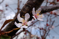 季節外れの桜