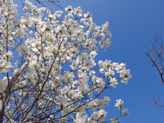 白木蓮