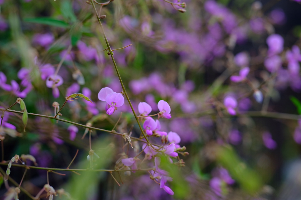 アレチヌスビトハギ