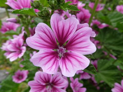 ウスベニアオイ