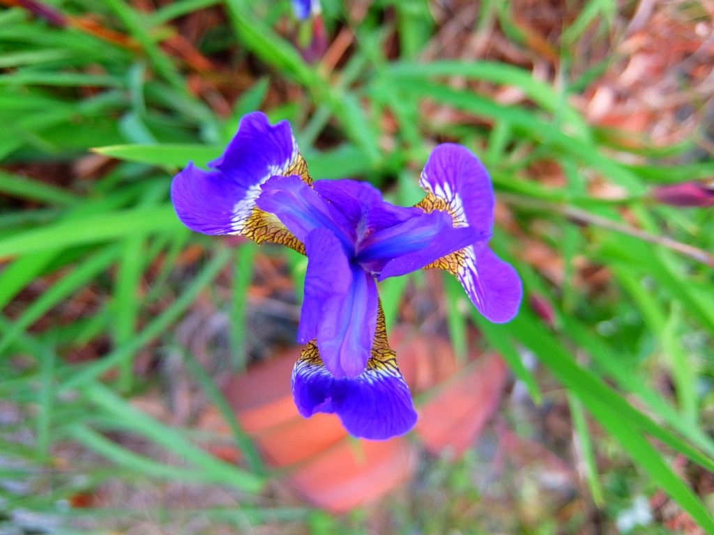 菖蒲