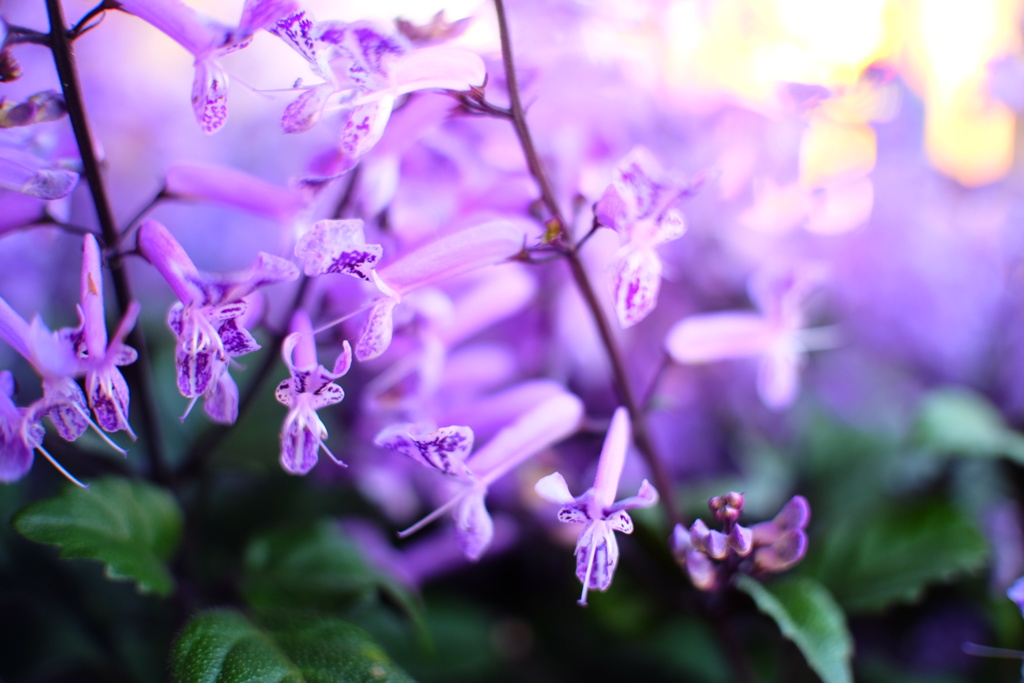 秋の日差しを浴びて。
