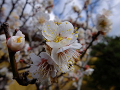 梅の花