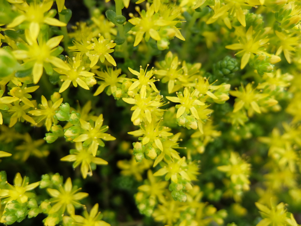 黄色い草花
