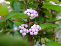 ムラサキシキブ